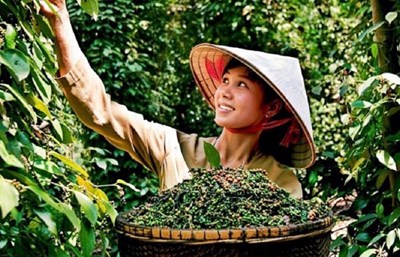 Bản tin nông sản hôm nay (4-6): Giá cà phê tăng trở lại, giá hồ tiêu ổn định
